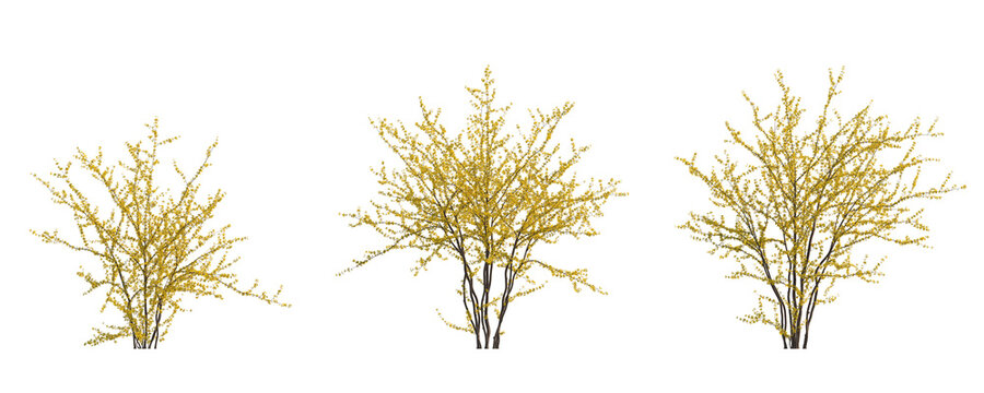 Forsythia suspensa (Lian Qiao Weeping Forsythia) deciduous yellow shrub plant isolated png on a transparent background premium cutout high resolution 