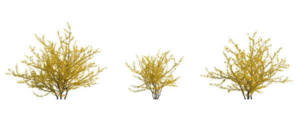 Forsythia suspensa (Lian Qiao Weeping Forsythia) deciduous yellow shrub plant isolated png on a transparent background perfectly cutout high resolution 
