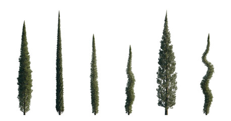 Cupressus sempervirens set mediterranean common cypress (italian, Tuscan, Persian , or pencil pine cypress) frontal isolated png on a transparent background perfectly cutout - obrazy, fototapety, plakaty