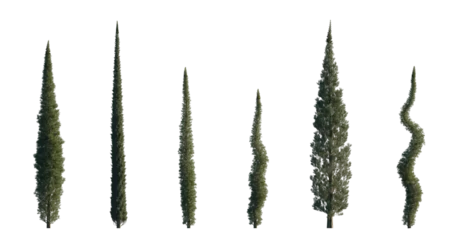 Fotobehang Cupressus sempervirens set mediterranean common cypress (italian, Tuscan, Persian , or pencil pine cypress) frontal isolated png on a transparent background perfectly cutout © Roman