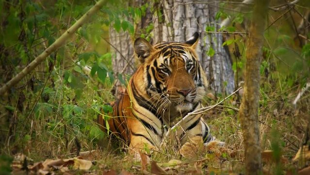 Bengal Tiger - Panthera tigris tigris the biggest cat in wild in Indian jungle in Nagarhole tiger reserve, wild hunter in the greeen jungle, face to face view. Jump and run in the forest.