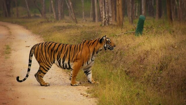 Bengal Tiger - Panthera tigris tigris the biggest cat in wild in Indian jungle in Nagarhole tiger reserve, wild hunter in the greeen jungle, face to face view. Jump and run in the forest.