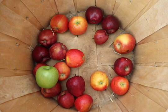Red and Green Apples In The Bottom Of Wooden Barrel Apple Picking