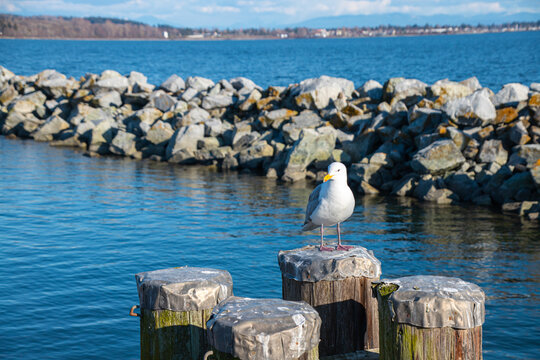 Seascape in sunny day, White Rock, BC, Canada. There are shore with rocks, seagull and blue sky seen in image