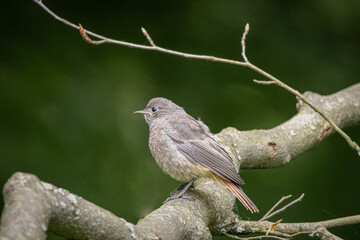 A young black redstart (Phoenicurus ochruros) sits on the branch with a dark green background and copyspace. Close-up portrait of a young black redstart on a summer day.