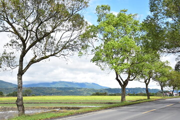 Fototapeta premium tree in the field