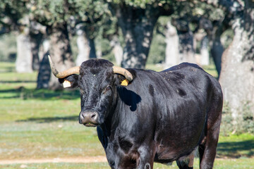 black and white cow
