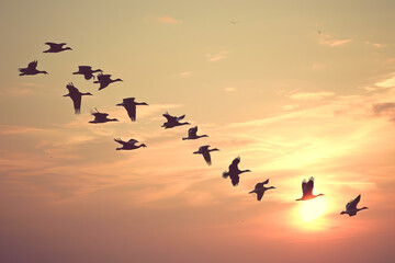 flock of birds flying in formation, representing unity and teamwork