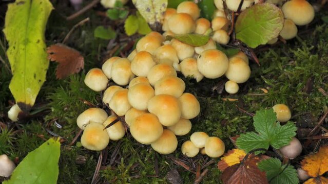 Many forest mushrooms growing on the ground covered with moss. Autumn harvest of mushrooms in the forest