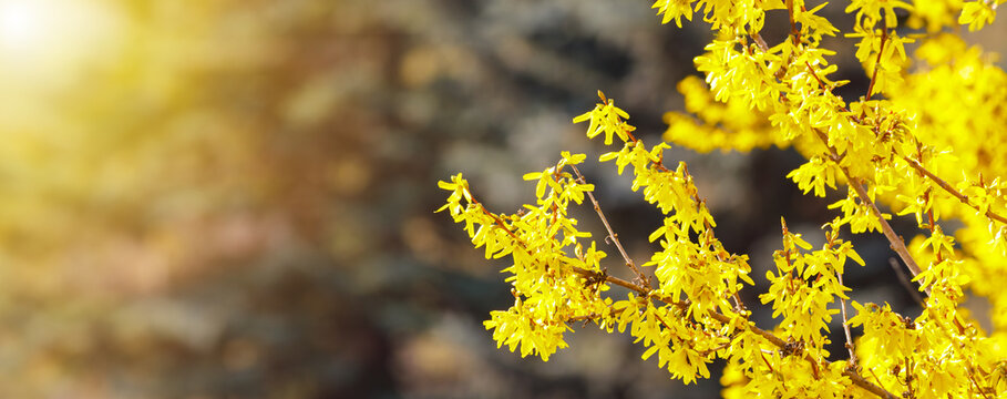 Yellow Forsythia flowers on the bush. Beautiful Syringa flowers, selective focus.