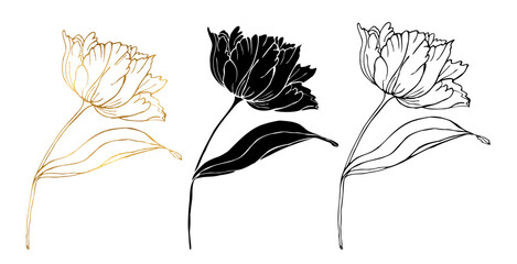 Tulips flower with leaves, hand drawn vector illustration isolate illustration