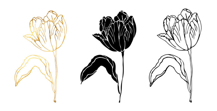 Tulips flower with leaves, hand drawn vector illustration isolate illustration