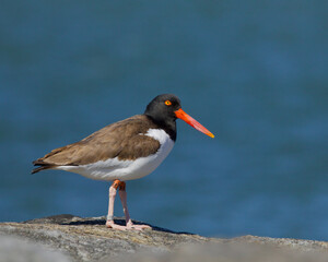 American Oystercatcher atop a rock on the Atlantic Coast of the United States