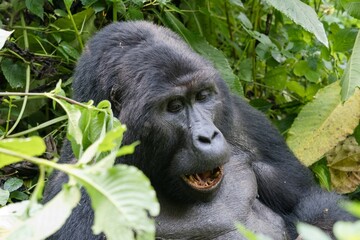 gorilla in the forest