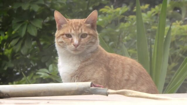 Adorable cat enjoying the heat and steam from geothermal activity in Japan. Shot in 60fps.