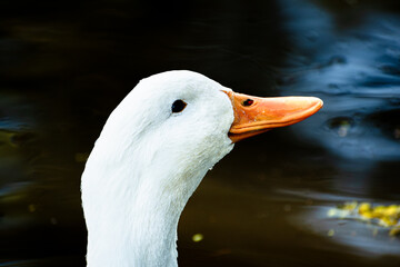 portrait of a goose © Paco