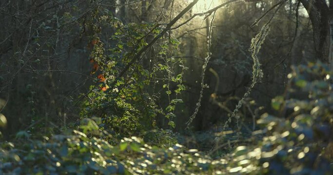 Backlit swarm of insects in green forest