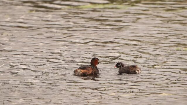 A chicken of little grebe (Tachybaptus ruficollis), also known as dabchick being fed by its parent bird - slow motion