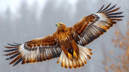  a brown and white bird flying in the air with it's wings spread wide open and it's wings spread wide, with snowing on the ground and trees in the background.