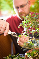 Satisfied senior man trimming small plant at home. Proud old gardener man pruning bonsai as a...