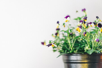 Planta colorida en maceta metálica en fondo claro, iluminación clara