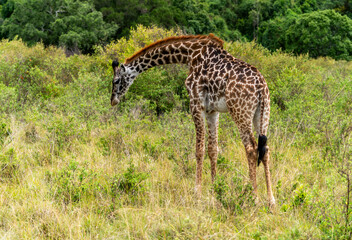 Naklejka na ściany i meble Giraffe in Kenya