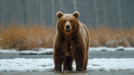  a large brown bear standing on top of a snow covered ground next to a forest filled with lots of tall brown grass and brown and white snow flecks.