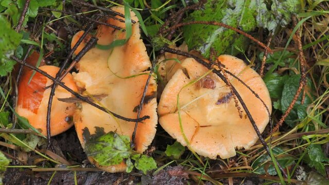 Many forest mushrooms that grow on the ground covered with moss. Autumn harvest of mushrooms in the forest