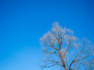 blue sky, branches, buds,spring