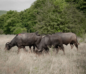 Fototapeta premium Buffaloes walk across a field in Ukraine. Gadflies attack buffaloes in a field in the open sun