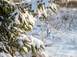 forest, winter, spring, sunny