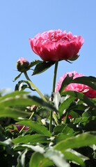Close up pink peony flowers in garden. Floriculture collection.