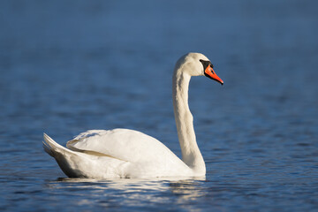swimming mute swan