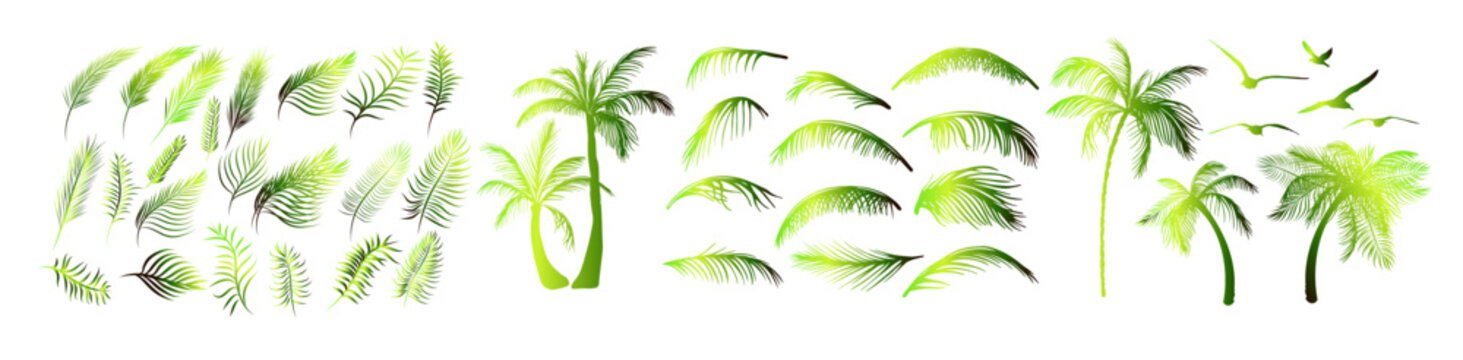 Set of green palm tree elements. hand drawing. Not AI. Vector illustration