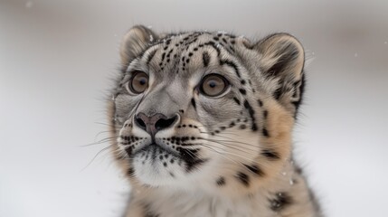 View of Snow Leopards