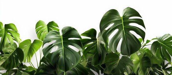 Green leaves of native Monstera (Epipremnum pinnatum) liana plant growing in wild climbing on jungle tree, - obrazy, fototapety, plakaty