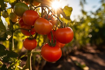 Gorgeous tomato shoots thriving in the vast field under the mesmerizing glow of the rising sun