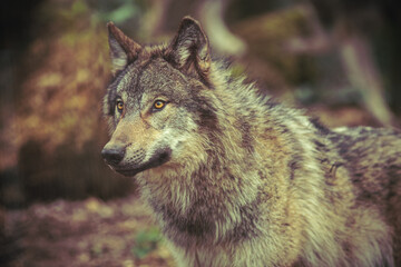 Grey wolf prowling in the forest