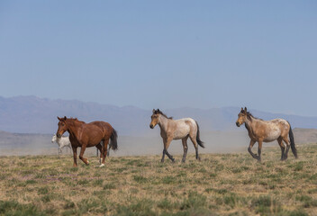 Herd of Wild Horses in the Utah Desert in Springtime