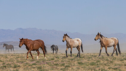 Herd of Wild Horses in the Utah Desert in Springtime