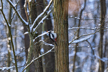 woodpecker on a tree