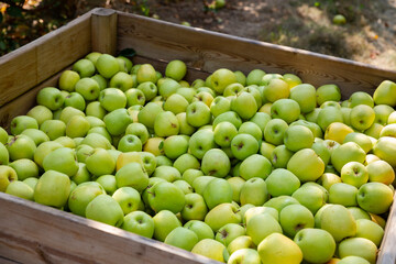 Freshly harvested green apples in big wooden crate in orchard