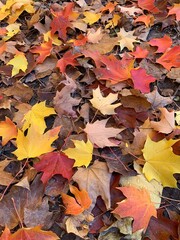 Fall leaves 2