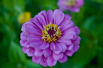 Obraz premium Purple Zinnia