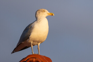 adult winter herring gull enjoying evening sun on red roof