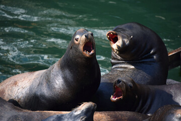 Obraz premium Dock of Bickering Sea Lions