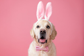 Dog in bunny suit sitting on pink background. Golden retriever celebrating Easter and looking at...