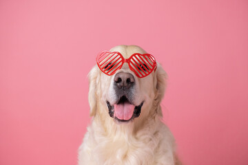 A beautiful dog with heart-shaped glasses sits on a pink background. Golden Retriever in red...