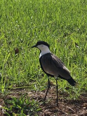 A black and white lapwingin (Vanellus vanellus) 