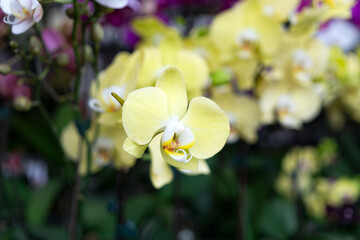 Phalaenopsis Hybrid Amabilis yellow orchid flower